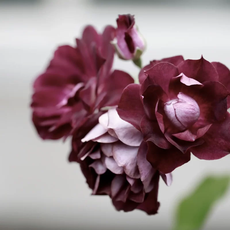 Who is legally responsible for funeral costs?